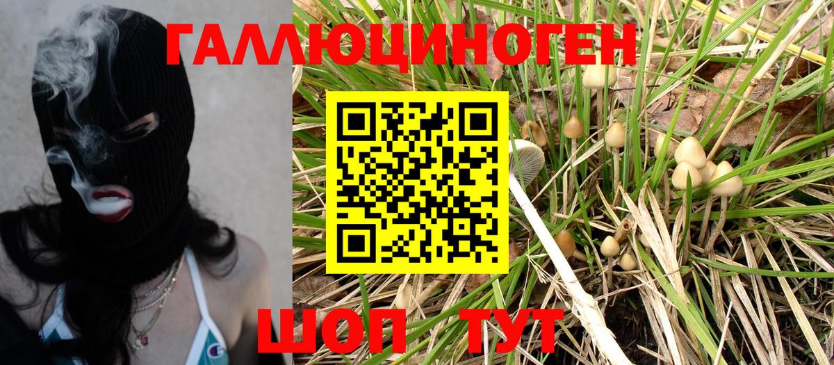 Псилоцибиновые грибы Psilocybe Грозный